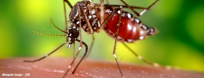 Researchers find first direct evidence that A. aegypti mosquito transmits Zika virus