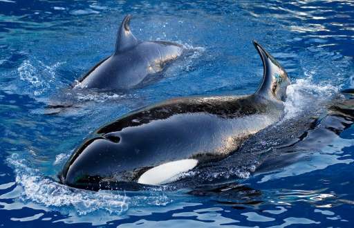 Scientists are studying why females from a handful of species—including killer whales—continue to live well beyond the age when 