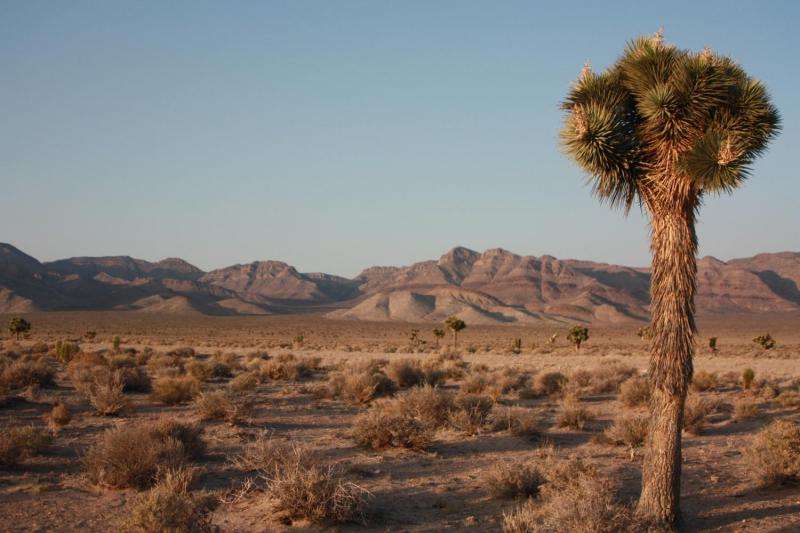 Scientists using crowdfunding to sequence the genome of Joshua tree