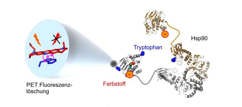 Shedding light on an assistant protein