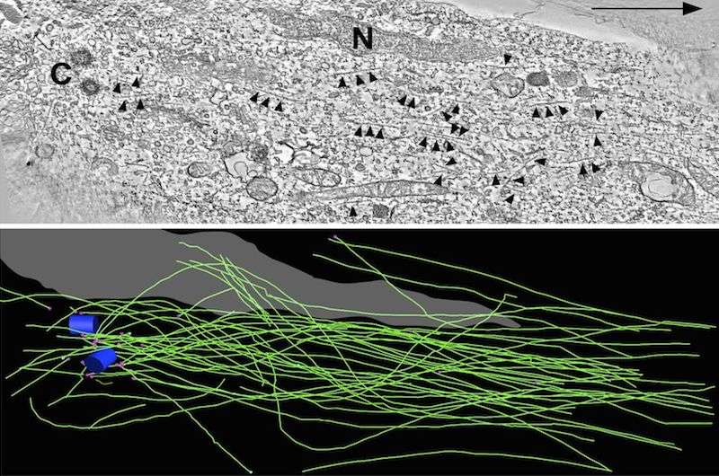 Study shows how neurons reach their final destinations