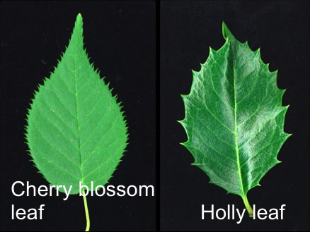 Unlocking the mystery on how plant leaves grow their teeth
