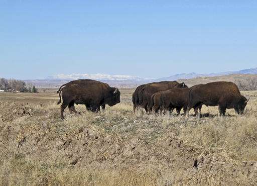 Where the buffalo roam: Herd treads again on tribal land