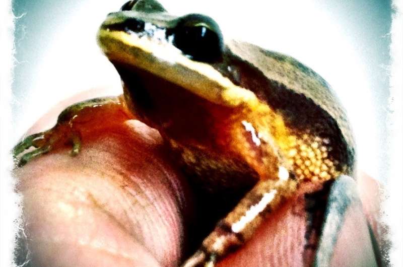 40-year-old chorus frog tissues vital to Louisiana hybrid zone study