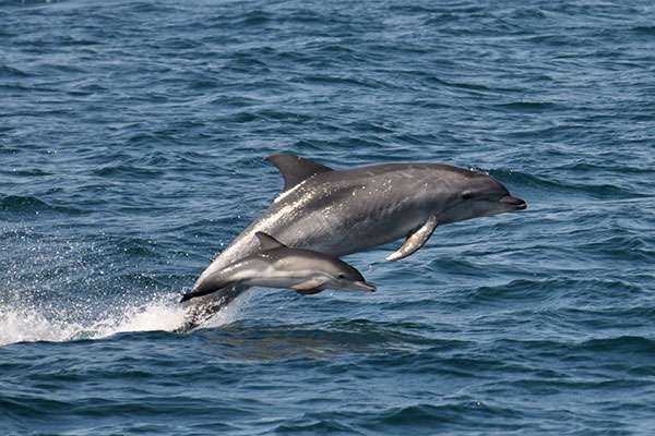 Researchers probing the beneficial secrets in dolphins' proteins