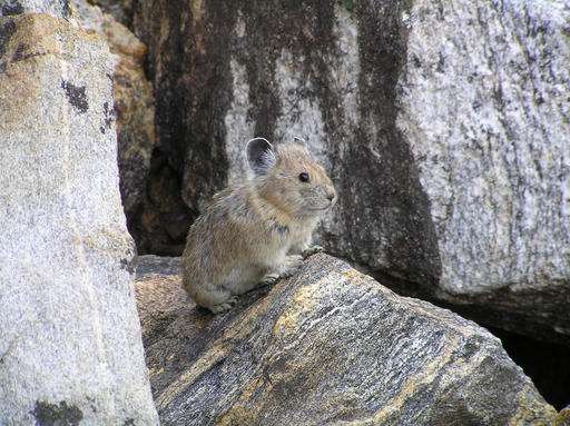 Climate change taking toll on American pika's Western lands