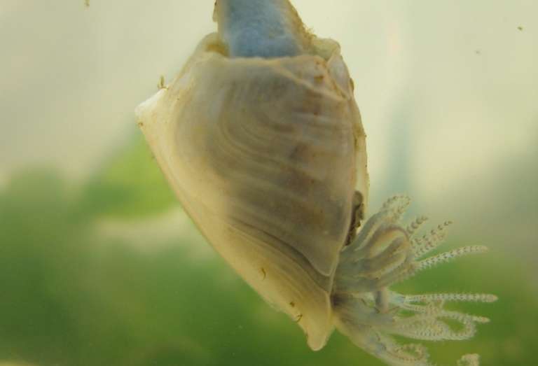 Researchers investigate barnacle adhesive