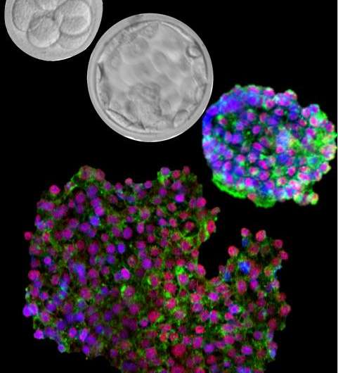 Researchers turn back the clock on human embryonic stem cells