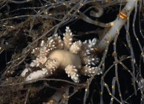 Researchers find a new marine invertebrate species in the Weddell Sea, in the Antarctica