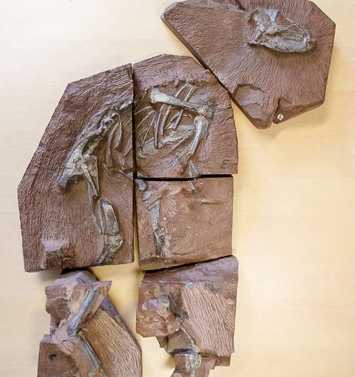Researchers scan most complete heterodontosaurus skeleton ever found