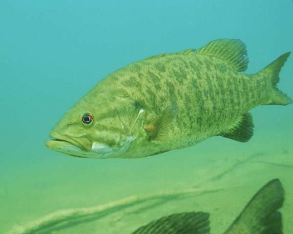 Climate change, species invasions harming popular native fish in Ontario lakes