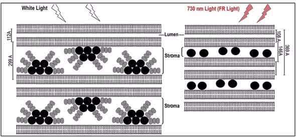 Better understanding of light harvesting may benefit agriculture