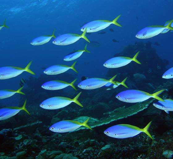 Biodiversity-survey-reveals-reefs-in-Timor-Leste-s-Atauro-Island-hold-the-worlds-highest-reef-fish-species-average-