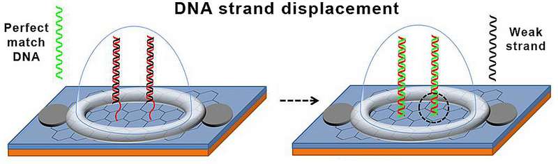 Engineers develop a new biosensor chip for detecting DNA mutations