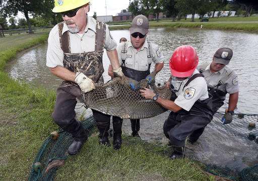 Huge, once-hated fish now seen as weapon against Asian carp