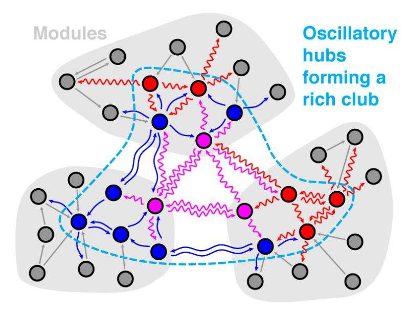 Neuroscientists show how nerve cells communicate with each other in neural networks