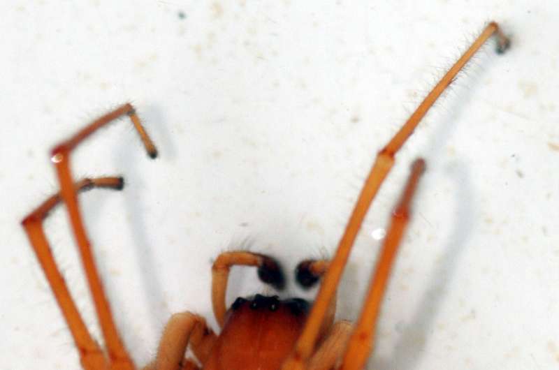 New species of spider discovered 'next door' at the the borders of cereal fields in Spain