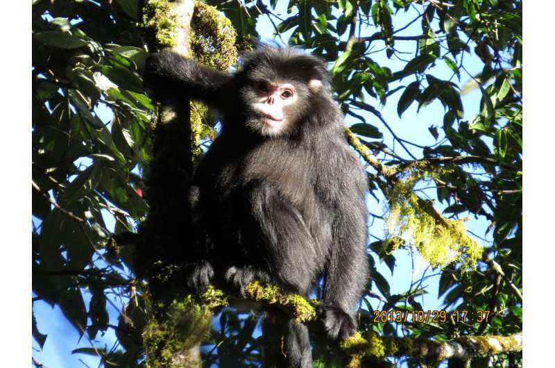 New study reveals adaptations for snub-nosed monkeys