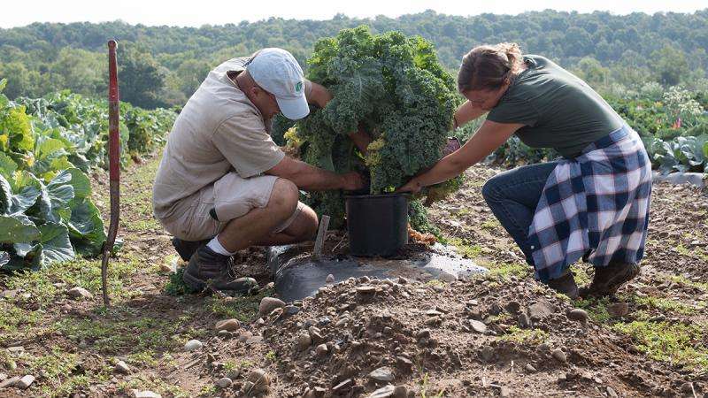 Plant breeders take cues from consumers to improve kale