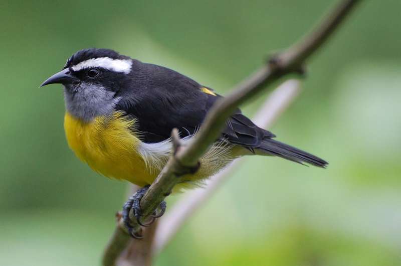 Research reveals trend in bird-shape evolution on islands