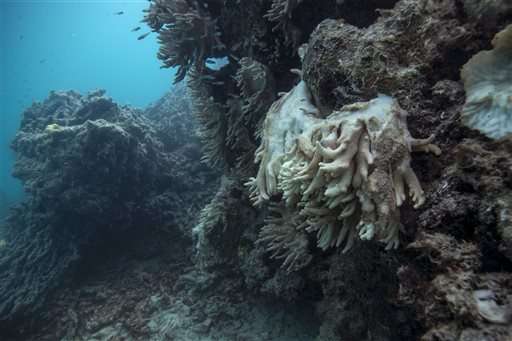 Scientists send coral reef plea to Australia