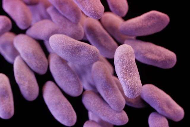 Study identifies risk factors for bacteria transmission from tainted scopes
