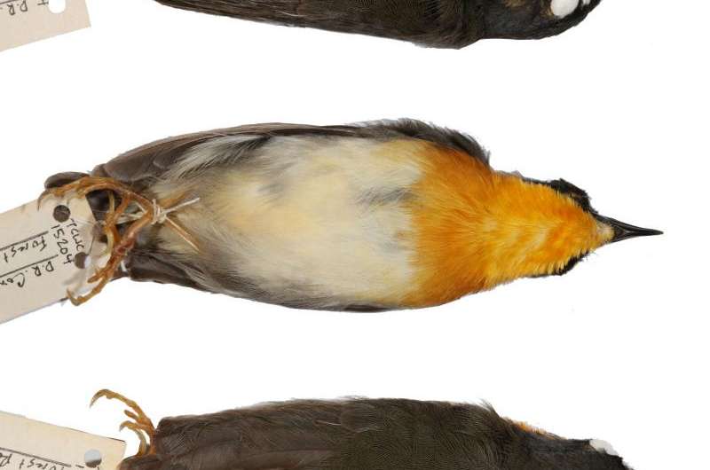 Team discovers three new bird species in Africa