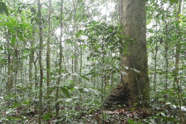 The mystery of monodominance - how natural monocultures evolve in the rainforest