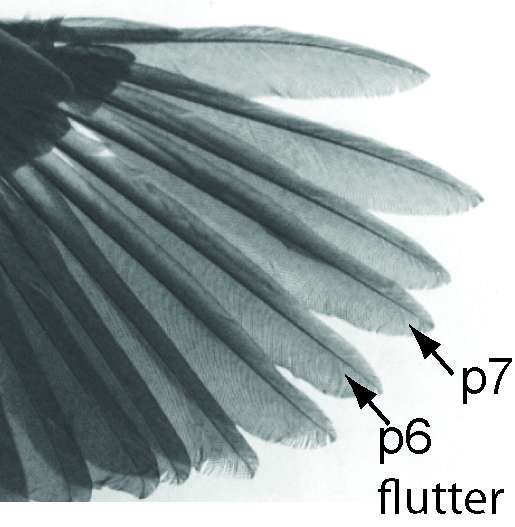 Researchers document how broadbills make loud wing song