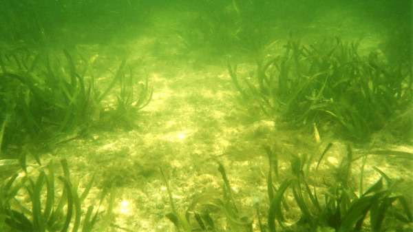 50-year-old observation leads to the most successful seagrass restoration in the world