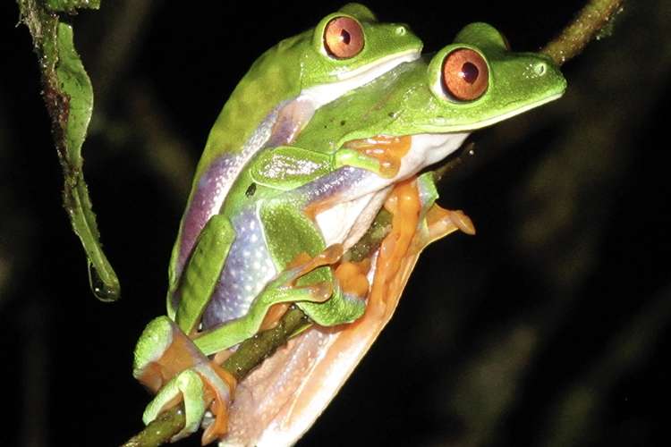 Climate change could be a greater threat to tropical frogs than deforestation