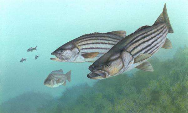 Researchers study impact of extreme weather events on striped bass