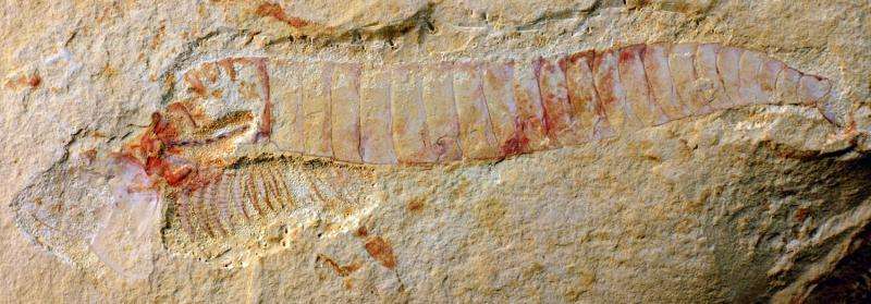 520-million-year-old fossilized nervous system is most detailed example yet found