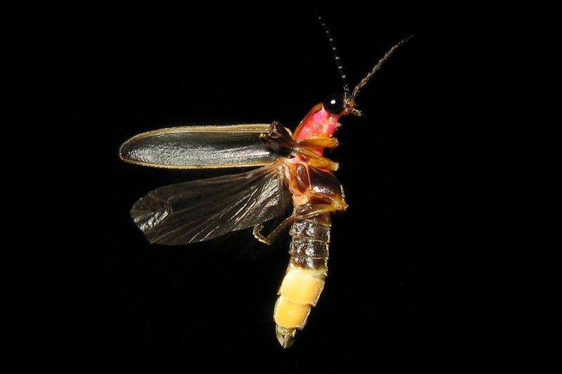 Researchers study effects of artificial light on fireflies