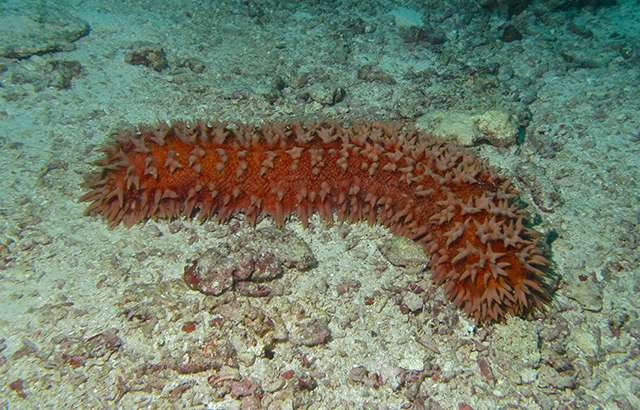 Scientists discover mechanisms of shape-shifting sea cucumbers