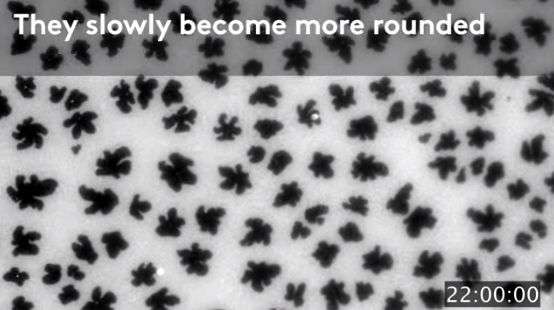Researchers film beautiful flower formations inside artificial cell membranes