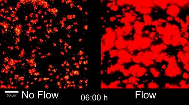 How bacterial communication 'goes with the flow' in causing infection, blockage