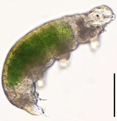 Tardigrade brought back to life after being frozen for thirty years