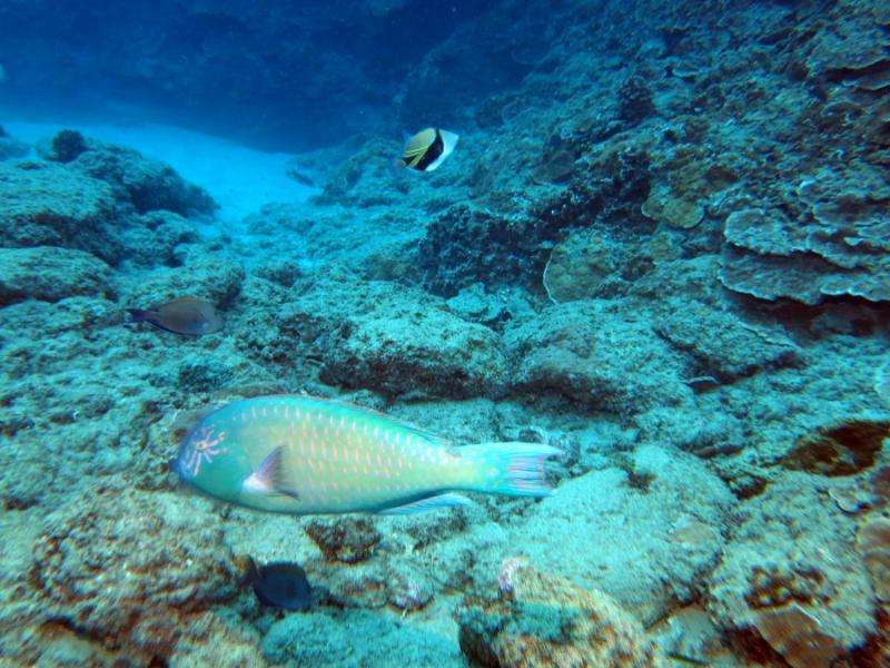 New study reveals strong connections between reef health and land management in Hawaii