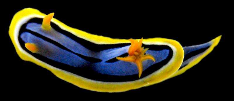 Small but deadly: The chemical warfare of sea slugs