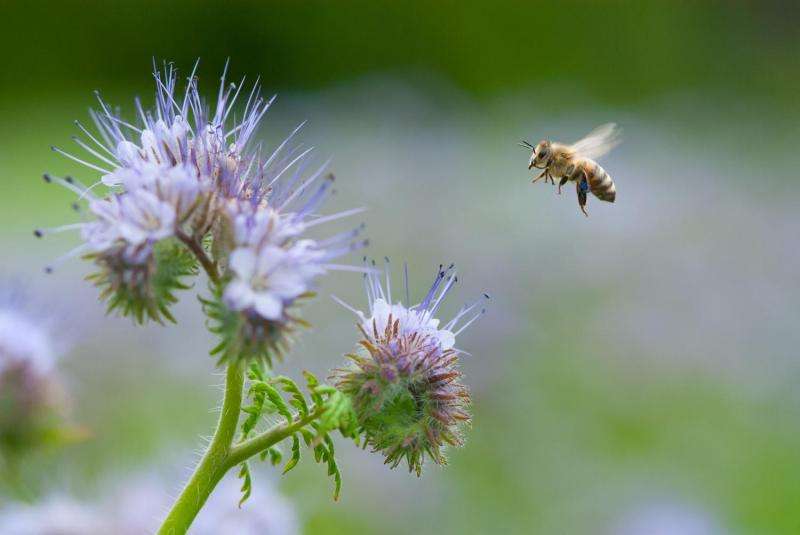 Increasing pollinator numbers and diversity a possible way to increase crop yields