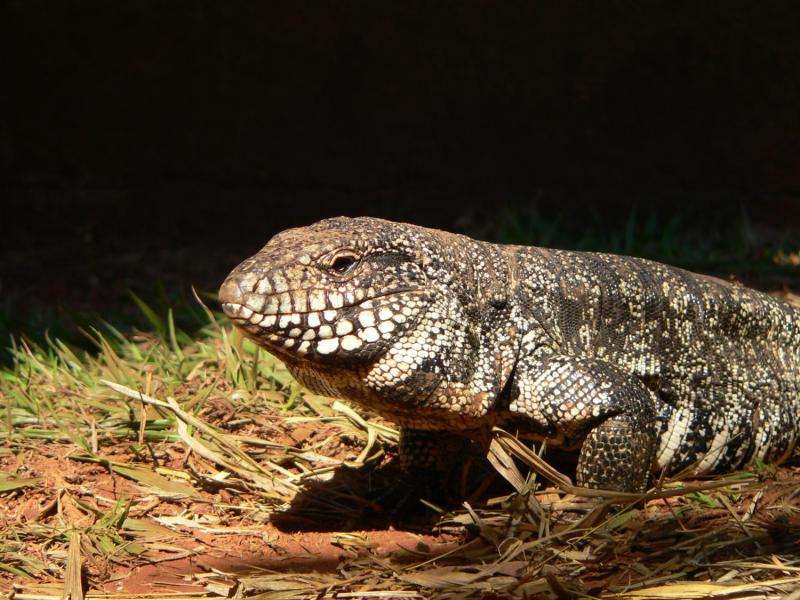Lizard found to heat itself during mating season