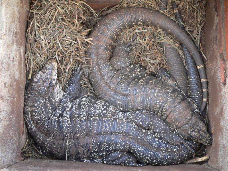 Lizard found to heat itself during mating season