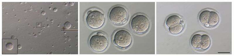 Male mice without any Y chromosome genes can father offspring after assisted reproduction