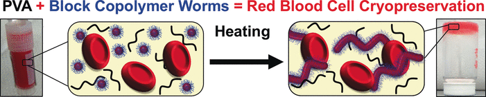 Block copolymer hydrogels as multifunctional effective cryoprotecting agents for red blood cells