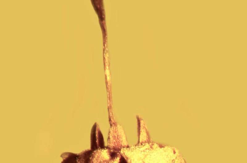 Trapped in amber: Flower identified as new species