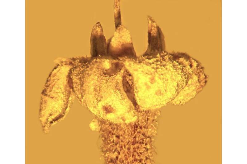 Trapped in amber: Flower identified as new species