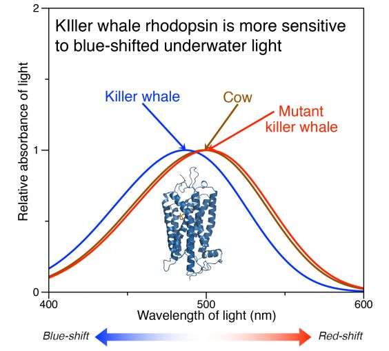 Shedding light on the evolution of whale vision