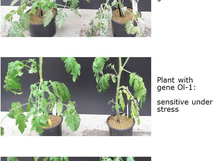 Some but not all plants can defend themselves against disease on saline soil