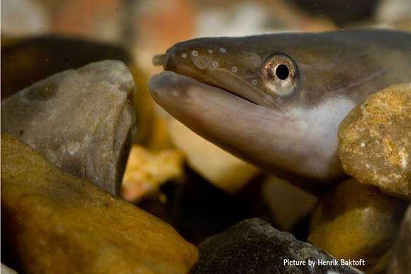 New research dispels myth that European Eels are trapped in the Mediterranean